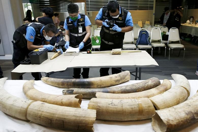 Thailand's forensic officers inspecting confiscated African elephant tusks at the Customs Department in Bangkok yesterday. Thai customs seized a shipment from Nigeria of 31 pieces of smuggled elephant tusks weighing 148kg, with an estimated value of 