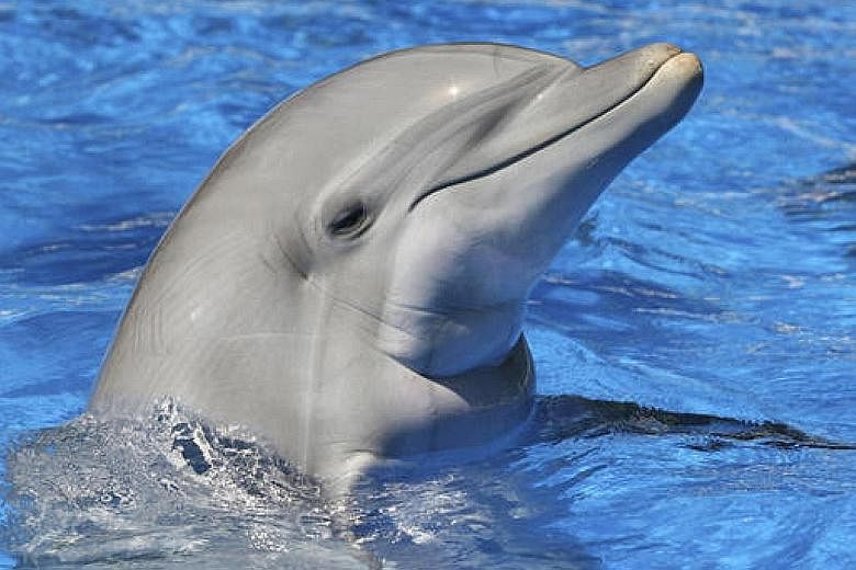 Dolphins start showing signs of self-recognition as early as seven months, earlier than humans, who do so at 12 months.