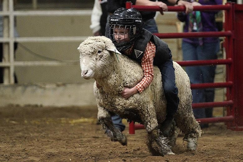 A child hanging on to a sheep during the Mutton Bustin' event at the National Western Stock Show on Tuesday in Denver, Colorado. The popular event, in which children aged five to seven ride sheep across an arena trying to hold on for as long as they 