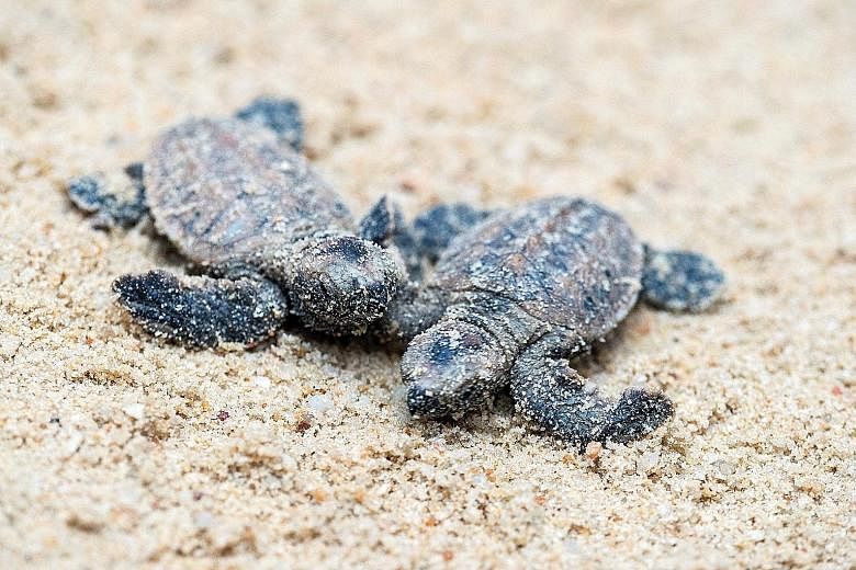Hawksbill turtle hatchlings at Sentosa's Tanjong Beach yesterday. Officials had taken measures to keep the eggs of this critically endangered species safe till they hatched.