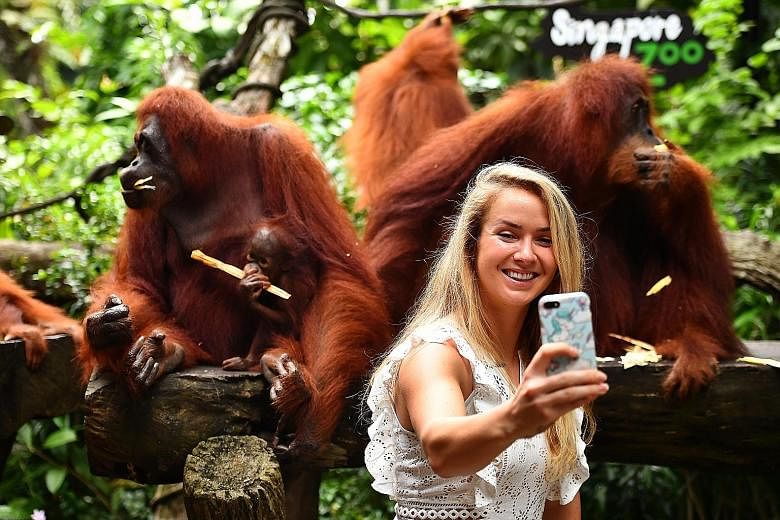 Ukraine's Elina Svitolina taking a selfie with orang utans at the zoo when she was in town for the WTA Finals in October last year.