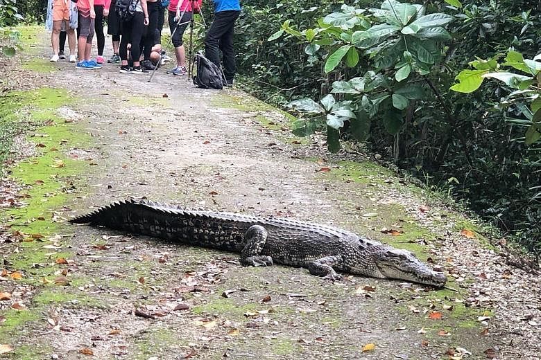 A crocodile lying across a pathway at Sungei Buloh Wetland Reserve last Saturday afternoon. Visitors to the reserve had to wait for up to half an hour before the animal moved away.