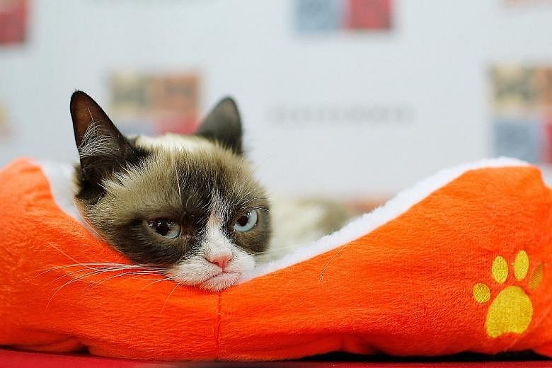 The famously moody-looking Grumpy Cat, who became an Internet meme and a hugely lucrative brand, was at the centre of a copyright infringement case in a California federal court against drinks company Granade Beverage over the use of the cat's face o