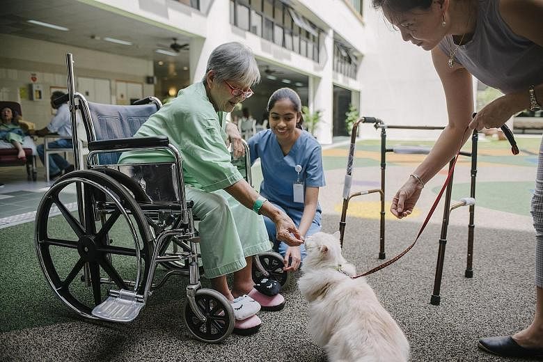 Madam Poh Poh Choo, 72, a patient at Ang Mo Kio-Thye Hua Kwan Hospital, feeding a cat during a therapy session, with encouragement from the cat's owner Leanne Teo, 47, and Ms Gelena Anandarajah.