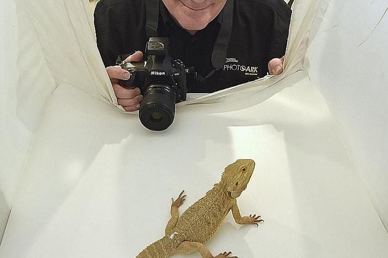 National Geographic photographer Joel Sartore taking pictures of a bearded dragon lizard at the Singapore Zoo. He was here to give a talk, and photograph about 30 animal species from the zoo for Photo Ark. Mr Joel Sartore's portraits of the (from lef