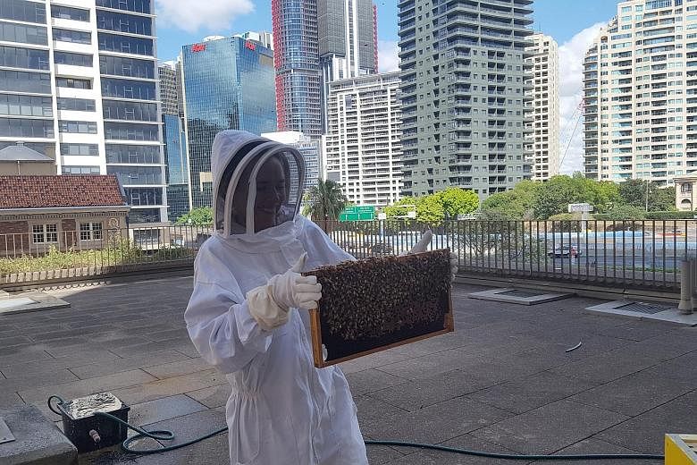 Beekeeping clubs have been opening and growing across Australia, partly to make honey and to encourage the survival of bees, which are under global threat from disease.