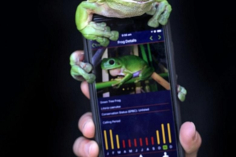 The FrogID app project has collected the calls of 14,500 individual frogs since November. With this information, scientists can identify the frog and track the species' population and whereabouts.
