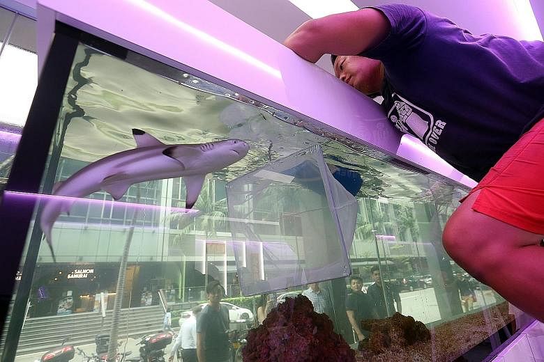 OnHand Agrarian owner Shannon Lim trying to bring up one of the sharks to a transfer tub. He is confident the sharks will do well in the Johor Strait. The three blacktip reef sharks being moved to an open sea pen in a fish farm in the Johor Strait, a