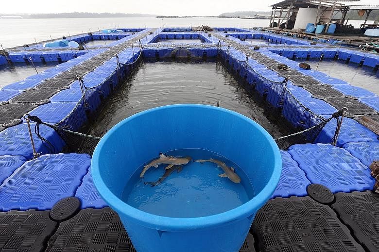 OnHand Agrarian owner Shannon Lim trying to bring up one of the sharks to a transfer tub. He is confident the sharks will do well in the Johor Strait. The three blacktip reef sharks being moved to an open sea pen in a fish farm in the Johor Strait, a
