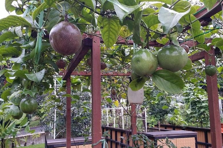 Passion fruit (left) growing on a handmade trellis and a banana plant in bloom (above) at retiree Emily Fong's plot in HortPark, which she has been leasing for more than a year. As she visits her plot only once a week, Mrs Fong has invested in a batt