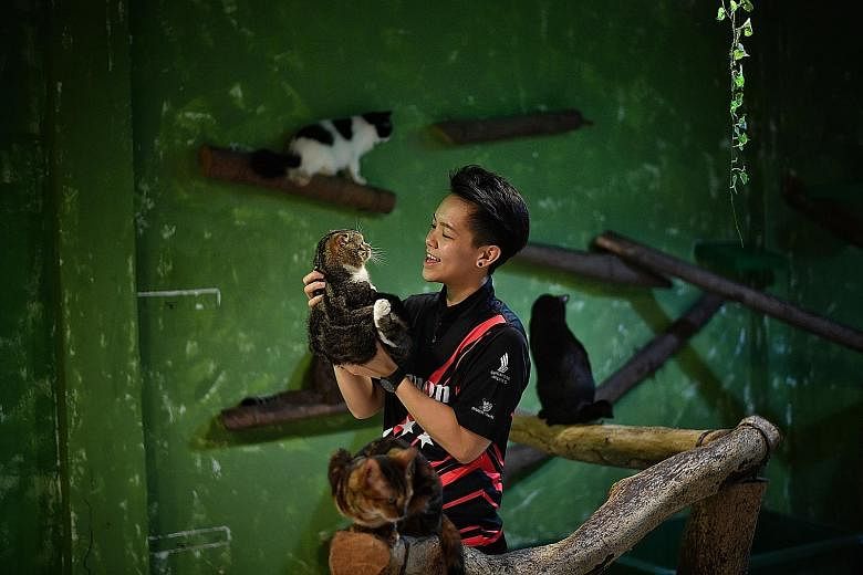Bowler Shayna Ng, 28, one of Singapore's top bowlers, at Cat Safari this week. The cat lover became an ambassador for the Cat Welfare Society last year. She found it more stressful dealing with the expectations and public and media attention that cam