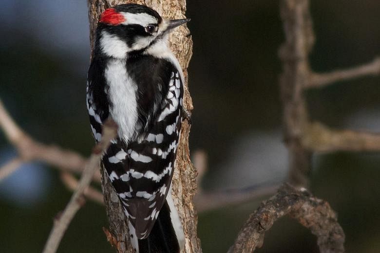 Scientists said that an examination of Downy woodpeckers found build-ups of a protein called tau that in people is associated with brain damage.