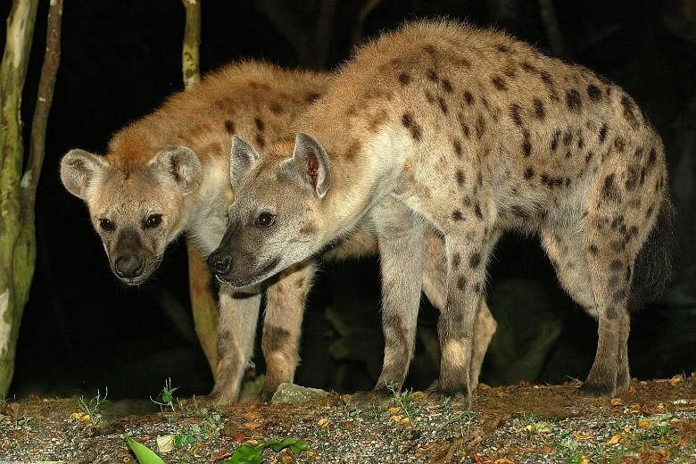 Small fish like guppies (above) benefit from living in schools, and the more numerous the group, the better a fish's odds of surviving. Social carnivores like spotted hyenas (below) live in fission-fusion societies, collectively defending their terri