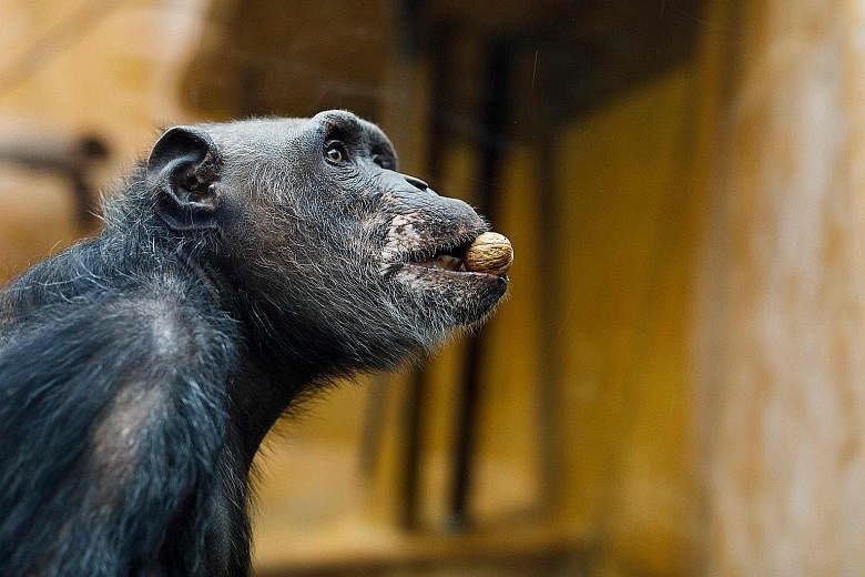 Chimpanzees are social scorekeepers, episodic warriors and number ninjas. And the numeric working memory of young chimpanzees has been found to be astonishing.