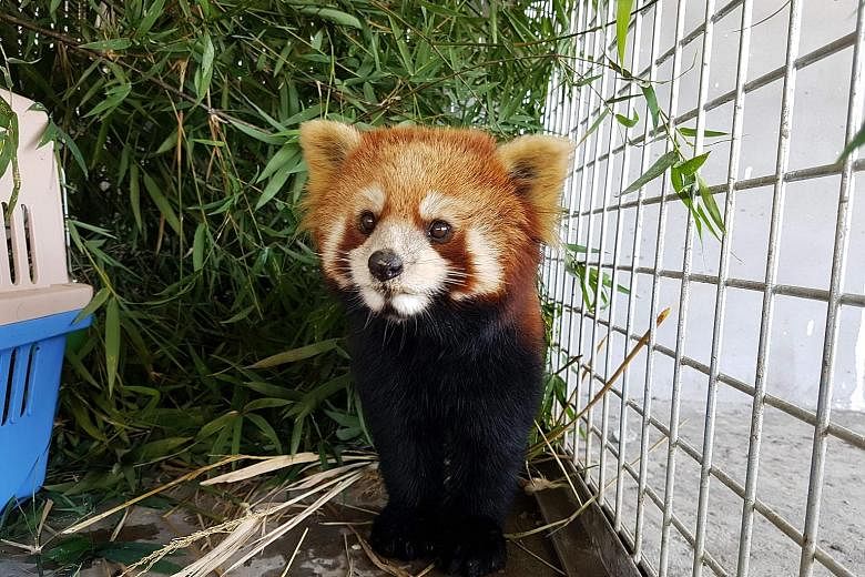 One of the rescued red pandas at the Free The Bears sanctuary after being confiscated from wildlife traffickers. It has not yet been decided whether the animals will stay there or be returned to the wild.
