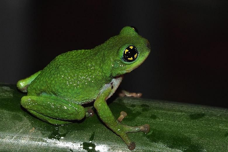 The white-spotted bush frog, which is only 2cm long, is critically endangered and was believed to be extinct until it was rediscovered in 2011, in the Western Ghats of India.