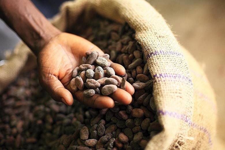 Olam sources cocoa beans in Africa, Asia and South America and processes about 700,000 tonnes of cocoa powder, liquor and butter in 12 facilities worldwide.