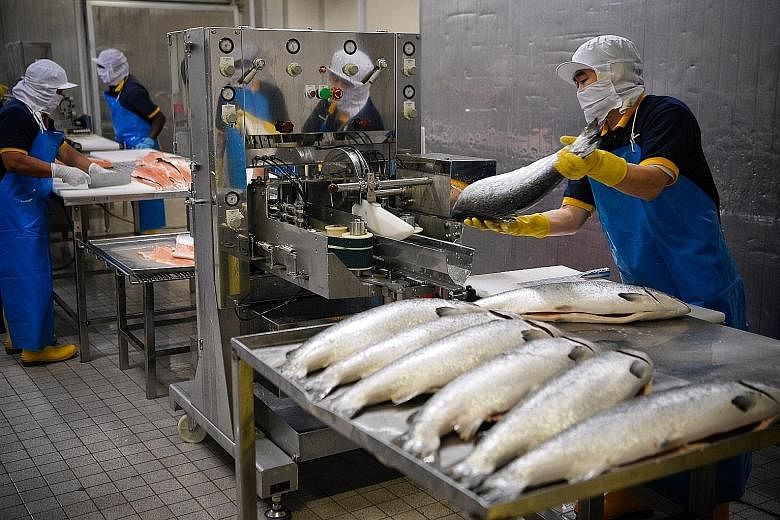 Candy Floriculture's online platform will be rolled out overseas by this year to tap larger markets before its launch in Singapore. An employee at wholesale trader Song Fish inserting a fish into a filleting machine. The company bought two filleting 