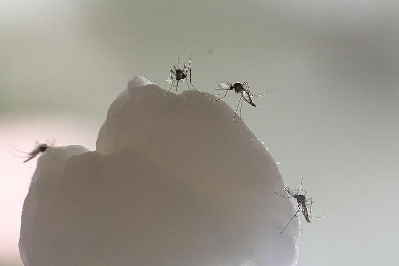 Singapore is at risk of Zika transmissions because of the presence of Aedes mosquitoes, the vector for such transmissions. These mosquitoes also transmit dengue fever.