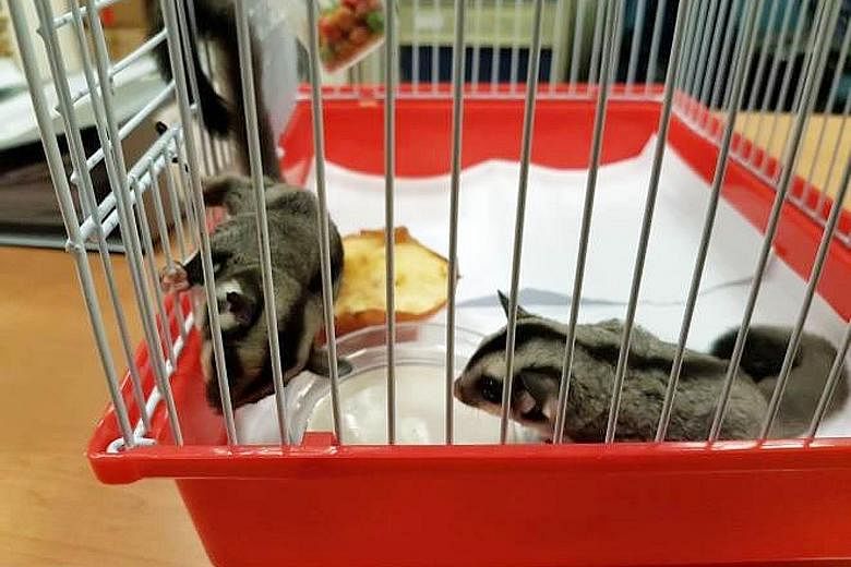 Two sugar gliders, nocturnal gliding marsupials that live in trees, were found in a pouch in a car entering Singapore on Wednesday. The driver and his female passenger, both Singaporeans, have been referred to the Agri-Food and Veterinary Authority.