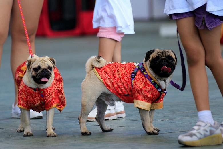 PHILIPPINES: Pooches in Manila all ready to usher in their year in Chinese-style tops. 