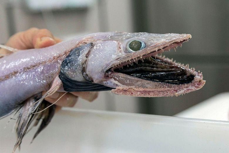 Blob fish is named world's ugliest animal