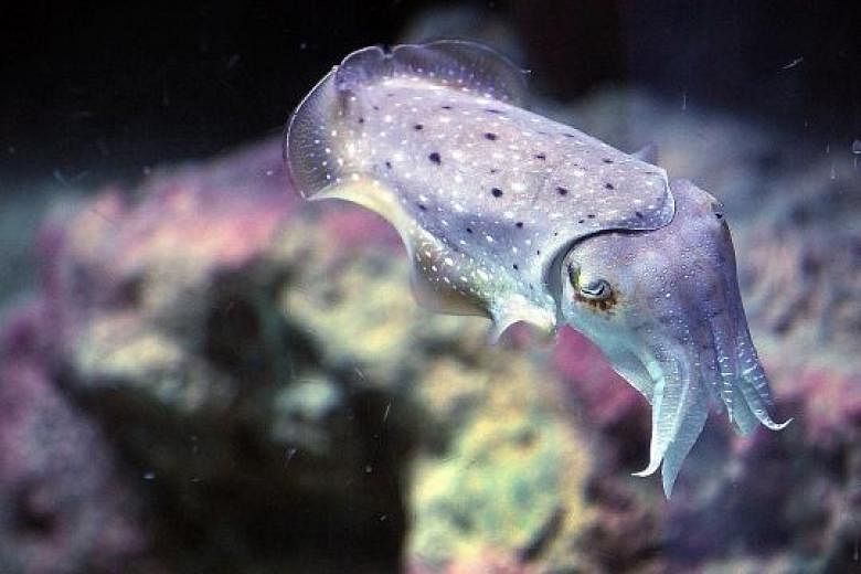 A pharaoh cuttlefish seamlessly blending into its surroundings of coloured corals. These chameleons of the sea will mimic the texture of their environment using little nodules called papillae that they extend and retract using muscles.