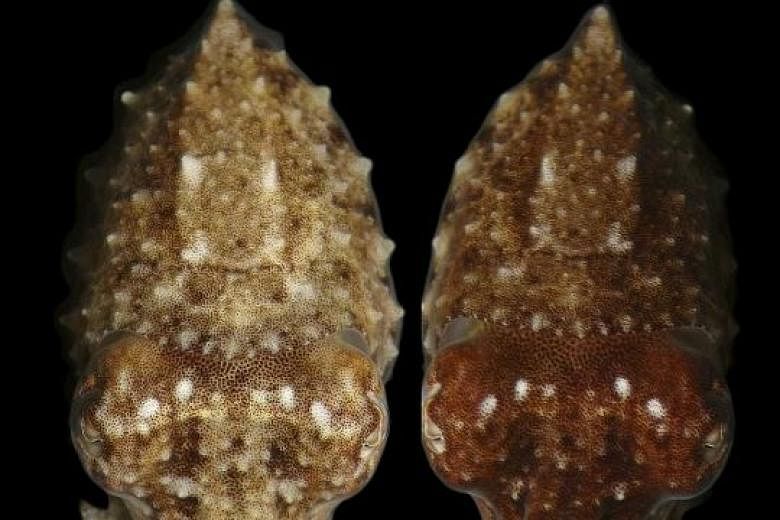 Photos of the same cuttlefish, taken less than two seconds apart, show how fast it can change colours. 