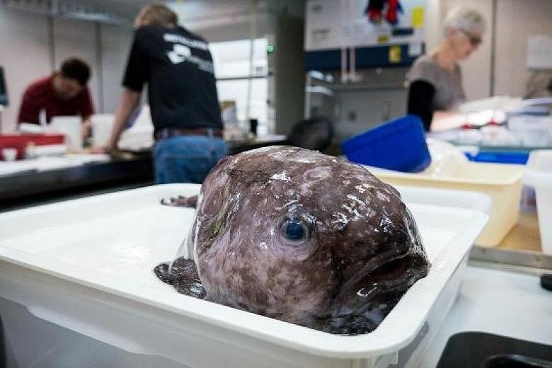 A blob fish, collected from a depth of 2.5km off the New South Wales coast. More than 42,000 fish and invertebrates were hauled up from the abyss during a scientific voyage, including potentially new species