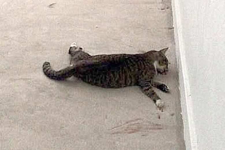 This dead cat was found sprawled at odd angles in a stairwell at Block 147, Yishun Street 11. The case was highlighted by cat group Yishun 326 Tabby cat in a Facebook post yesterday.
