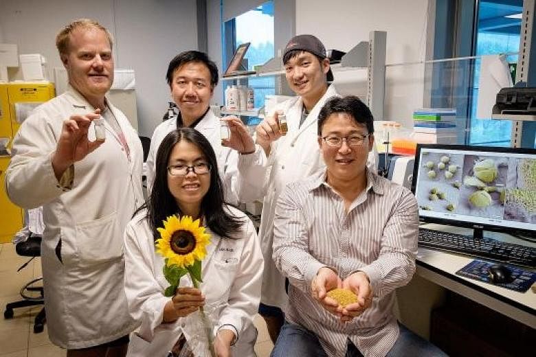 (Clockwise from left) Researchers Michael Potroz, Ferhan Abdul Rahim and Jae Park, Associate Professor Cho Nam Joon and master's student Tan Ee Lin. Mr Potroz and Mr Ferhan are holding bottles containing pollen grains which have the materials within 