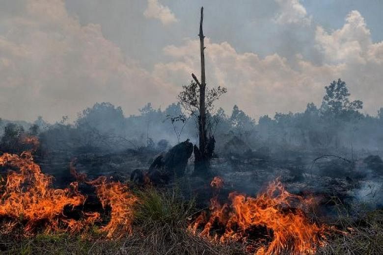 A peatland fire in Pekanbaru on Feb 1. The peatlands of Riau province account for more than 50 per cent of the total on the island.
