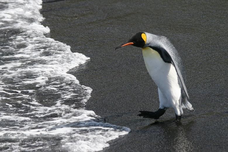 A king penguin in the Crozet archipelago. Researchers calculate that 1.1 million king penguin couples will be forced to abandon their current breeding grounds - mainly on the islands of Crozet, Prince Edward and Kerguelen - within a matter of decades