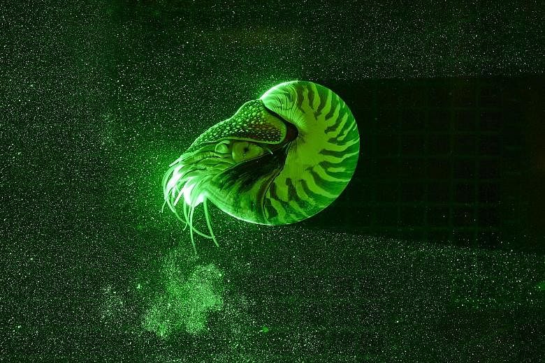 The latest research shows that when a nautilus sucks in water, it does so in a wide stream, rather than in a more energetically costly narrow one. And it spends more time jetting than it does refilling in certain swimming scenarios, gently eking out 