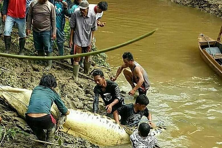 The authorities shot and killed a 6m-long crocodile close to a riverbank where oil palm plantation worker Andi Aso Erang had gone missing two days earlier.
