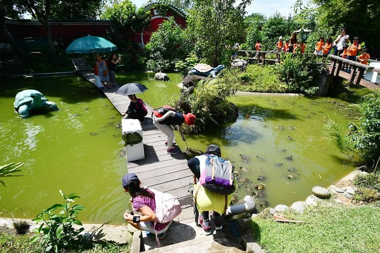 The outdoor pond in the Live Turtle and Tortoise Museum in the Chinese Garden. The museum must move by March 31 when its lease expires. Owner Connie Tan turned to Prime Minister Lee Hsien Loong via a Facebook post after appeals to various agencies fa