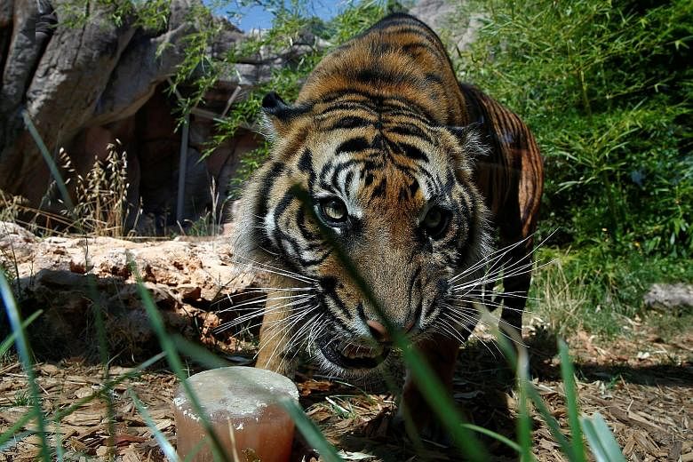 A Sumatran tiger at Italy's Bioparco zoo. There have been two deadly attacks in Indonesia this year.