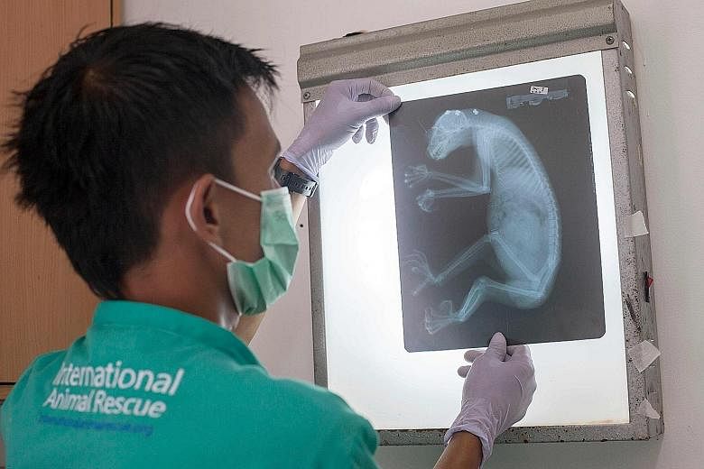 An International Animal Rescue Indonesia veterinarian in Bogor studies an X-ray of a rescued slow loris, a primate being hunted to extinction for use in traditional Chinese medicine.
