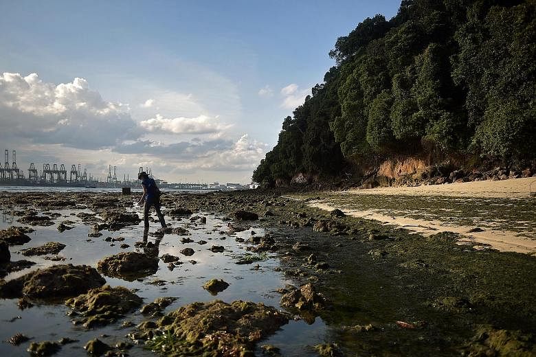 The rocky seashore on Sentosa's west coast at low tide. Most of the island's rocky outcrops have been left untouched in their natural form, says Ms Grace Lee, director for environment management at Sentosa Development Corporation. Geologist Grahame O