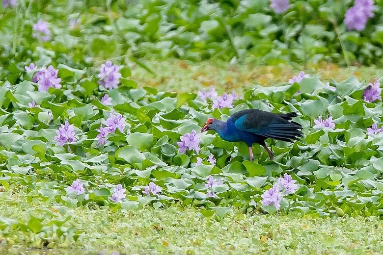 Nature lovers can also look out for the black baza at the marshes in the early mornings. Nationally threatened species like the purple swamphen (above) and red-wattled lapwing have been spotted at Kranji Marshes. Dr Adrian Loo, NParks' group director