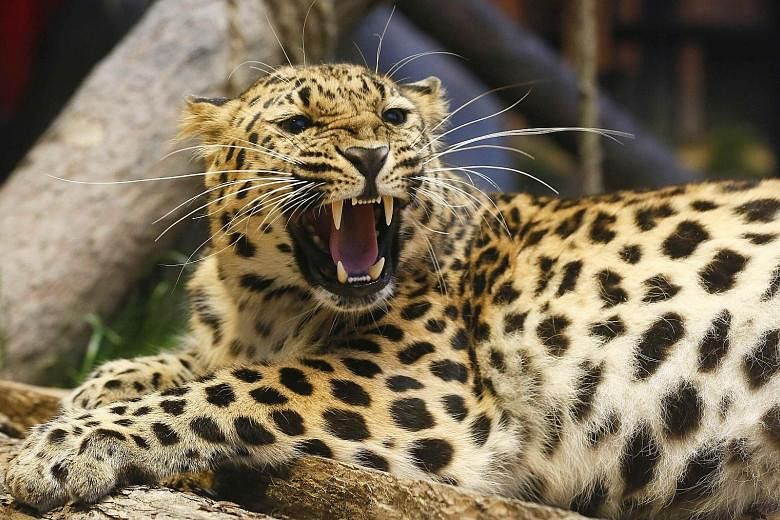 An Amur leopard in a Siberian zoo. The report by WWF on the effects of global warming focused on 33 so-called "Priority Places" which host some of the world's richest and most unusual terrestrial species.