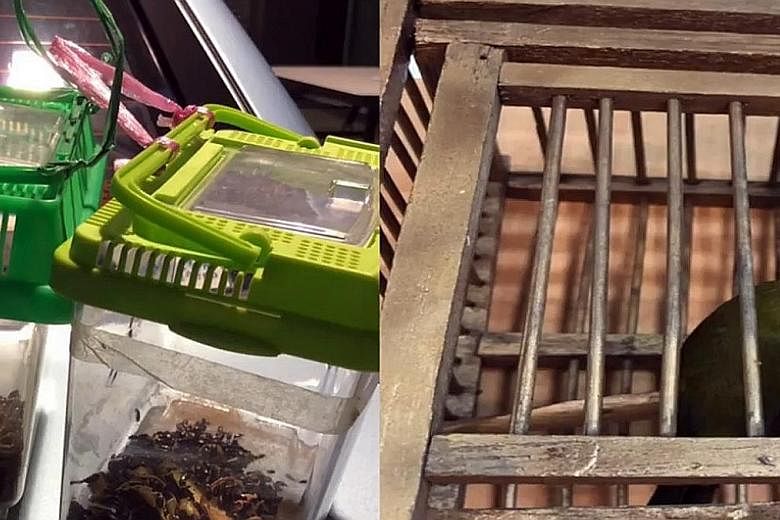 Two small plastic aquariums containing live mealworms and insects - and a mata puteh - were found in a Singapore-registered car.