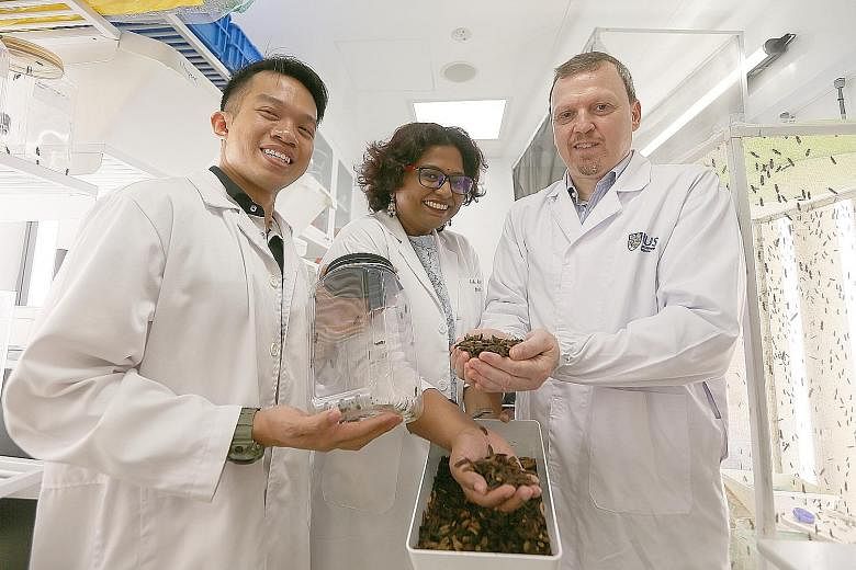 Above: A black soldier fly with its eggs in an NUS lab. From far left: Mr Foo Maosheng from the Lee Kong Chian Natural History Museum, Assistant Professor Nalini Puniamoorthy and Professor Rudolf Meier showing the larvae in an NUS lab.