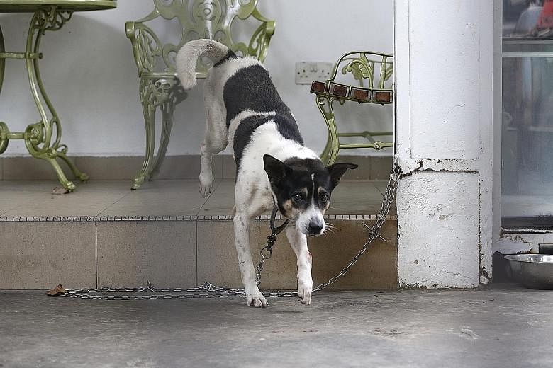 According to the AVA, chaining or tethering a dog is in itself not an offence. To determine whether there is an offence, it assesses cases in totality, taking into account how the dog is chained, its history, whether it is given food, water and adequ