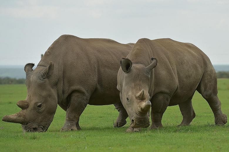 Najin (left) and Fatu, the world's last two female northern white rhinos, grazing together at the Ol Pejeta Conservancy in Nanyuki, Kenya. Sudan, the last male northern white rhino, died yesterday at the age of 45, after becoming a symbol of efforts 