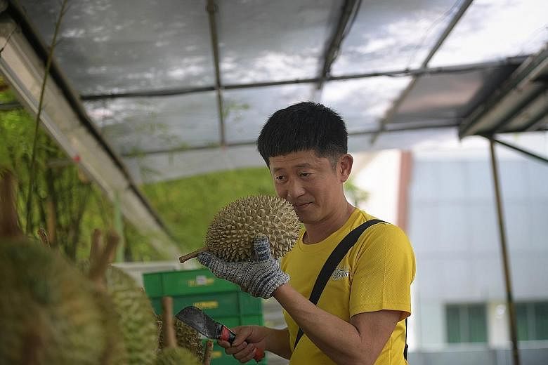 Mr Goh Ming Hong of Durian Mpire by 717 Trading sniffing a durian to check for ripeness before opening it. He says he is encouraged by the quality of the current bumper crop.