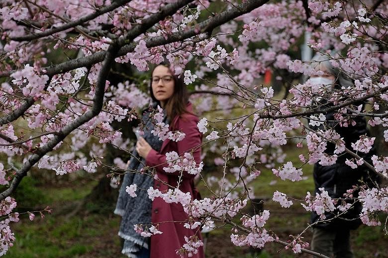 The invasive red-necked longhorn beetle is threatening Japan's cherry trees and their famed blossoms by living inside the trees, stripping them of their bark. Trees with serious infestations should be cut down to save others, advise experts.