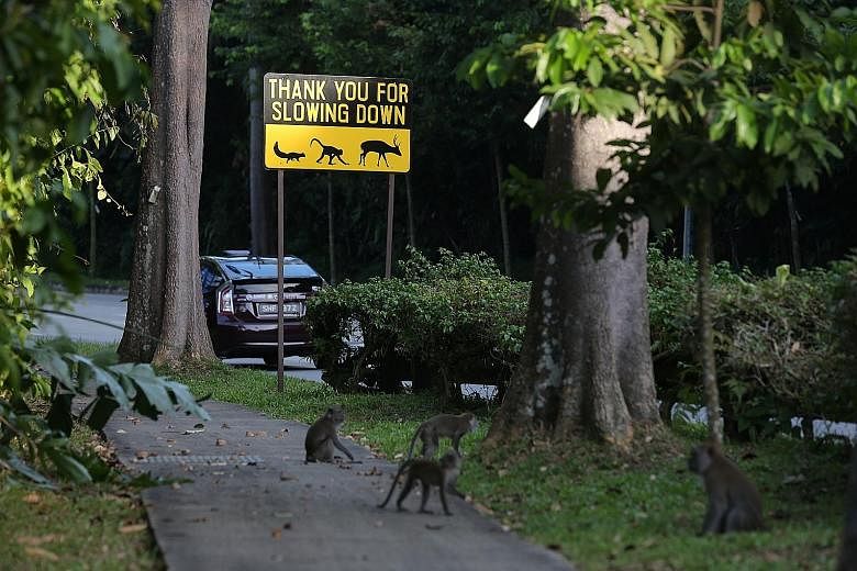 A sign in Mandai Lake Road warning drivers about animals crossing the road. The Rainforest Park and relocated Bird Park are being built in Mandai.