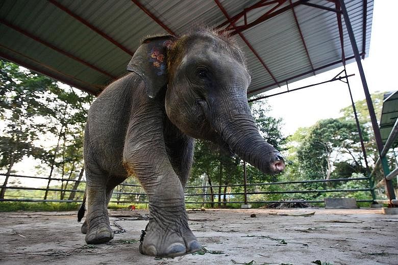 Erin the elephant was found in a poacher's trap near a housing settlement in Lampung province in 2016. Its trunk had been severed and it now has to learn to eat without using its trunk.