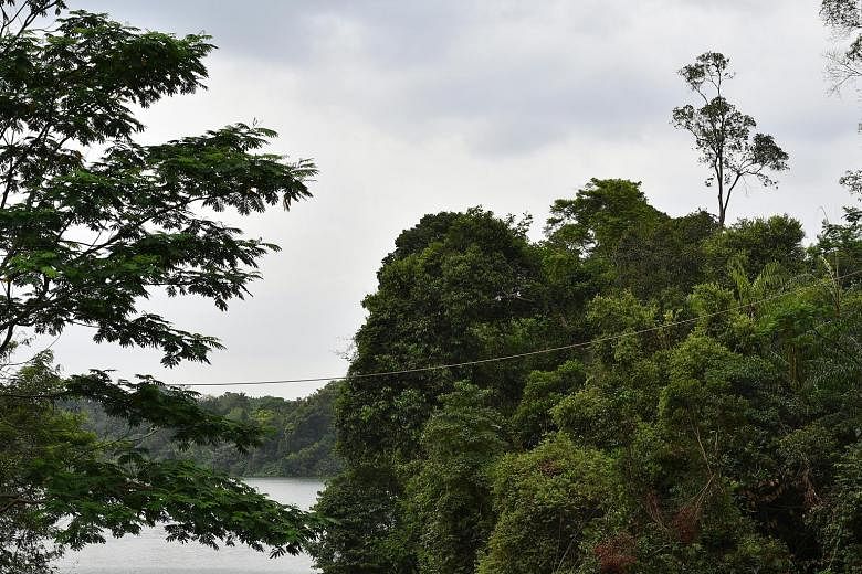 A rope linking two patches of forest across a water body at Mandai Road is seen here. The rope bridge is part of a trial by NParks which is looking into ways of improving connectivity for animals to travel safely through fragmented landscapes.
